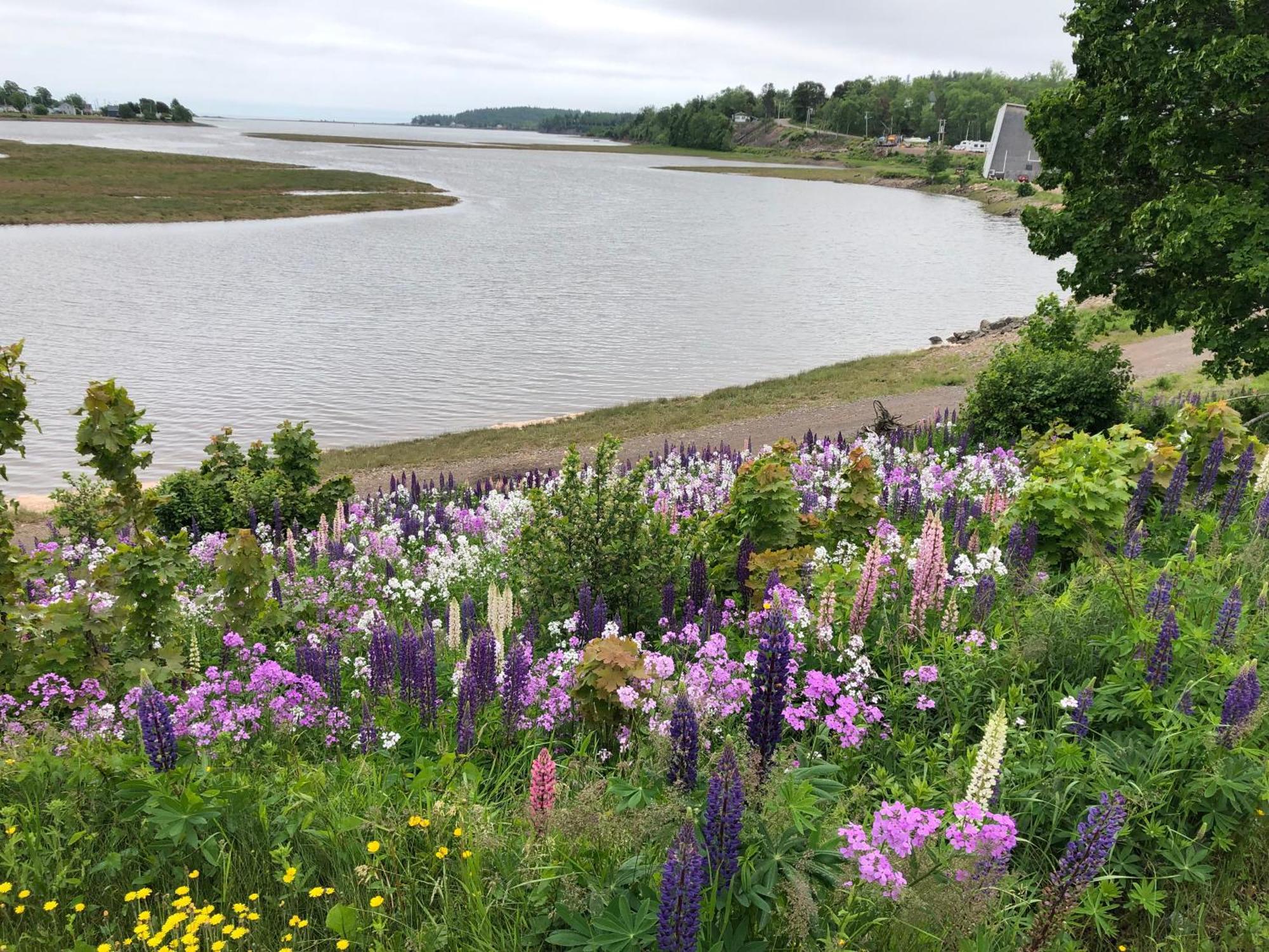 Parrsboro Pleasant Street Inn المظهر الخارجي الصورة